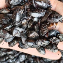 九香虫，中药材九香虫，量大从优，欢迎采购下单