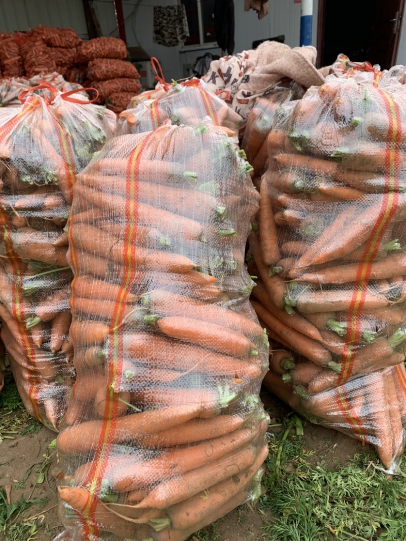 三红胡萝卜大量供应电商货、市场货，加工货多规格分拣包装！