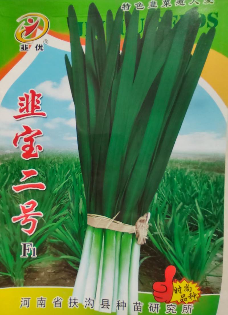 露地韭菜精品～韭宝二号f1韭菜种子，爆发动力性强【休眠】