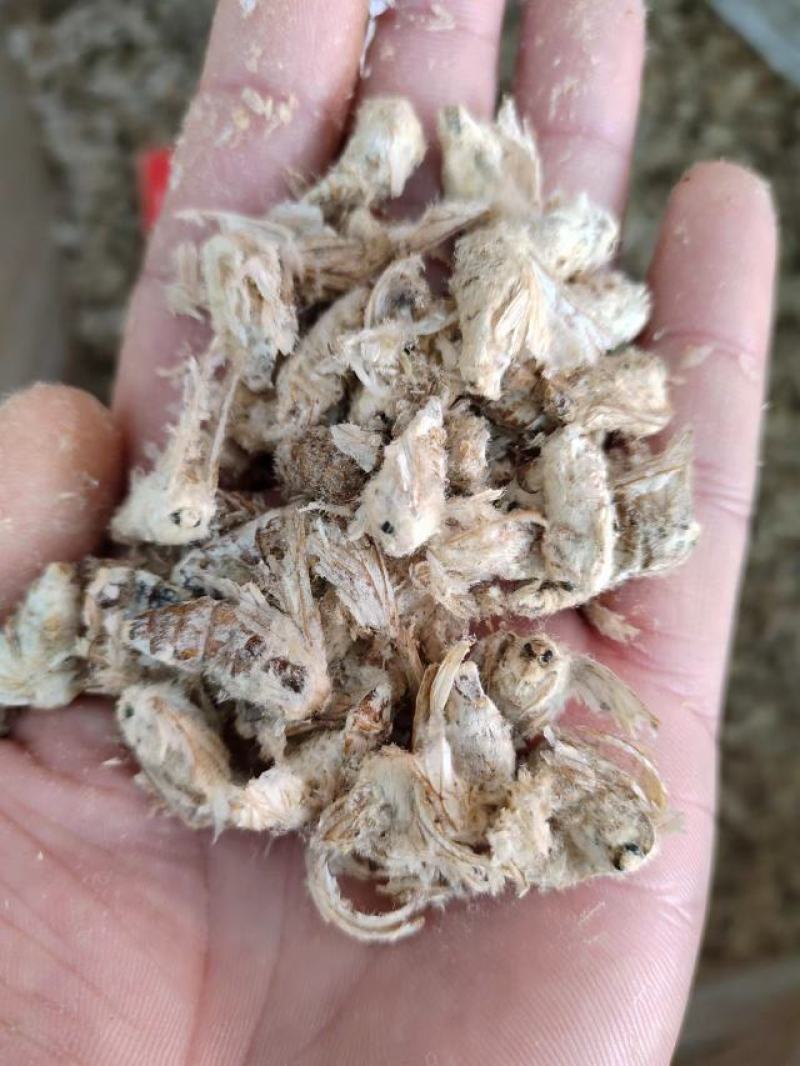 雄蚕蛾，中药材雄蚕蛾，一手货源，量大从优，欢迎采购
