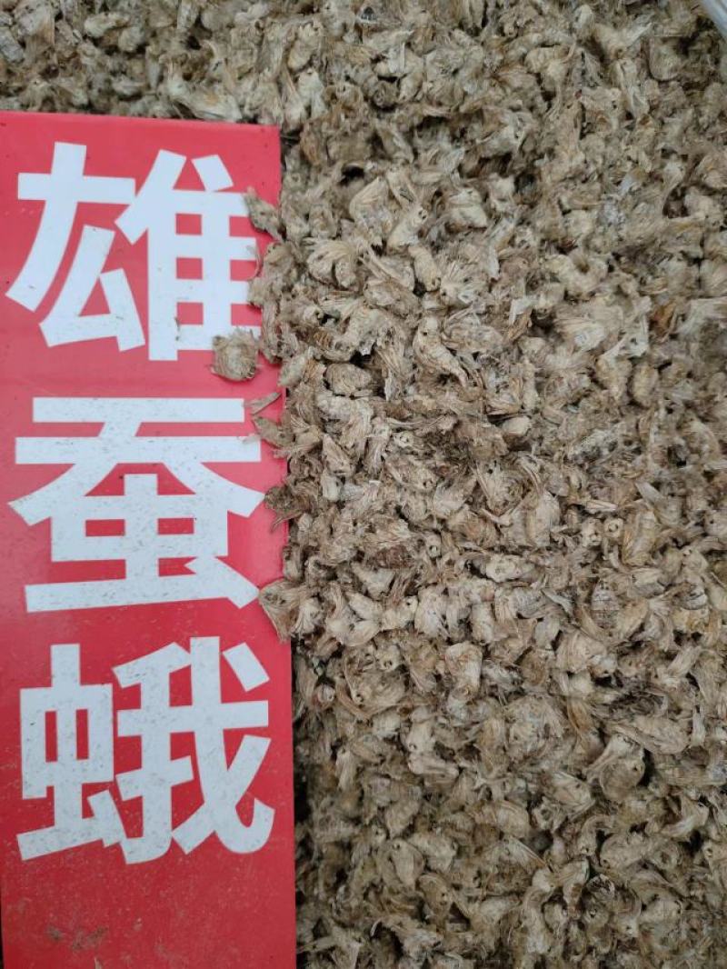 雄蚕蛾，中药材雄蚕蛾，一手货源，量大从优，欢迎采购