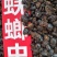 屎壳郎，中药材屎壳郎，量大从优，一手货源