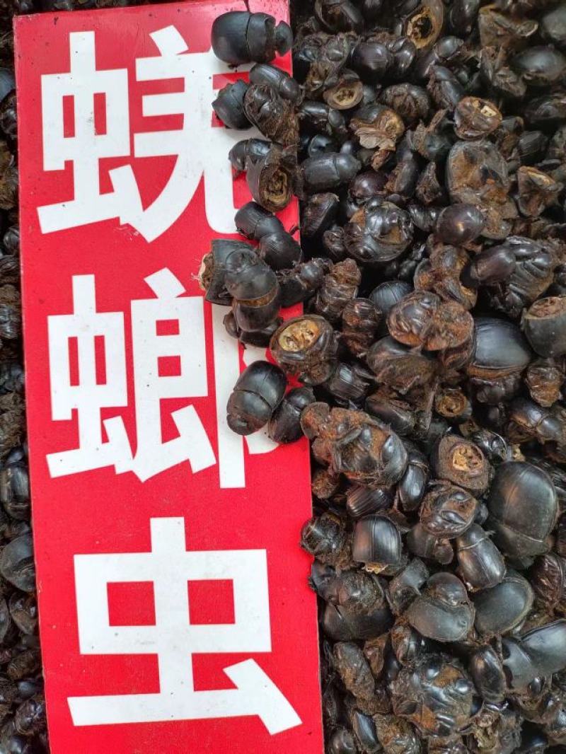 屎壳郎，中药材屎壳郎，量大从优，一手货源