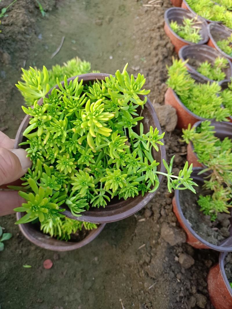 佛甲草