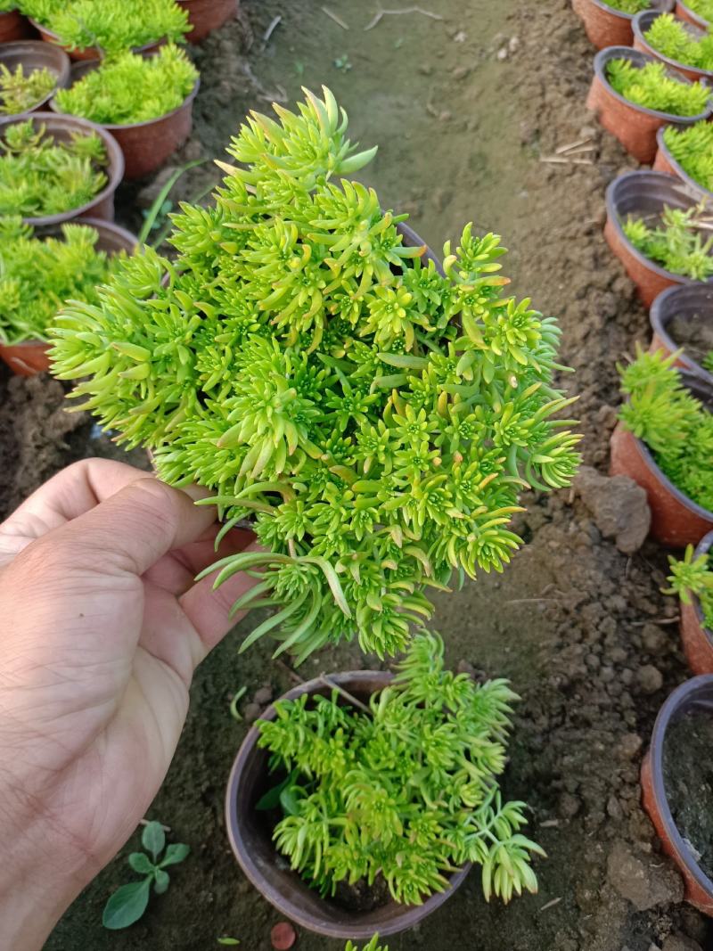 佛甲草
