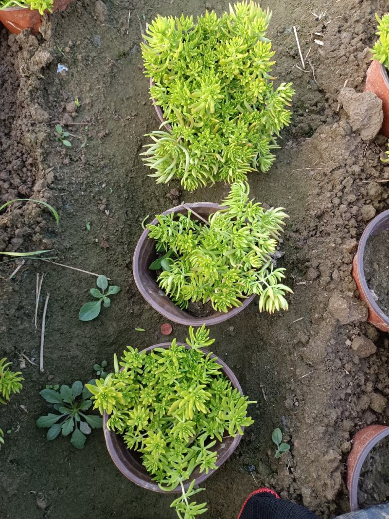 佛甲草