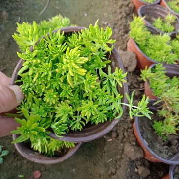 佛甲草