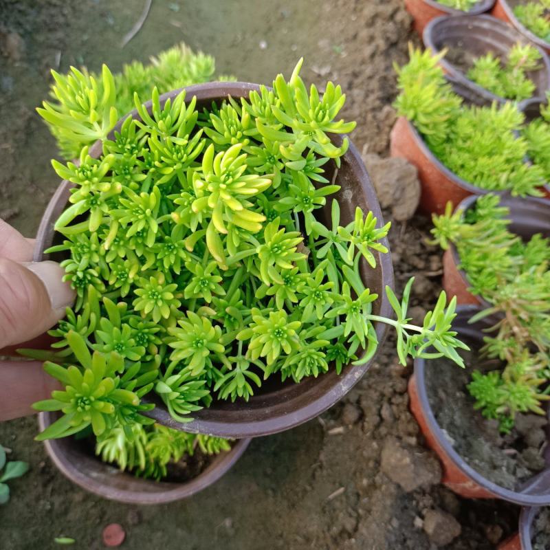 佛甲草