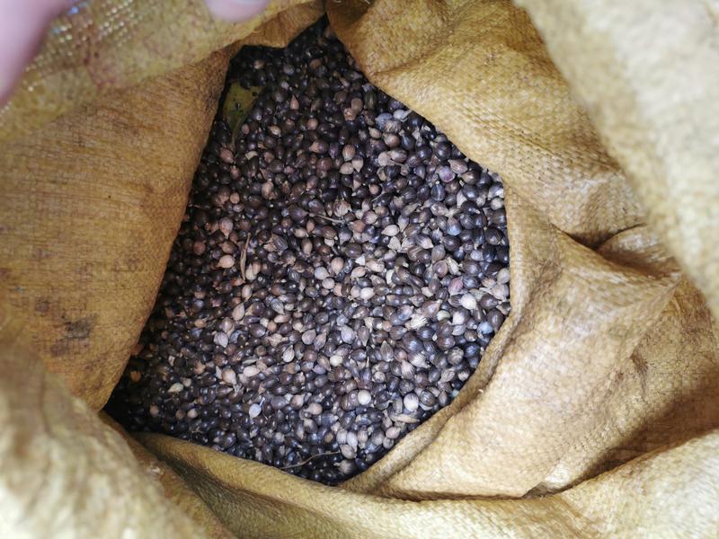 云南薏仁米（带壳黑六谷），原产地发货，需要的老板联系。
