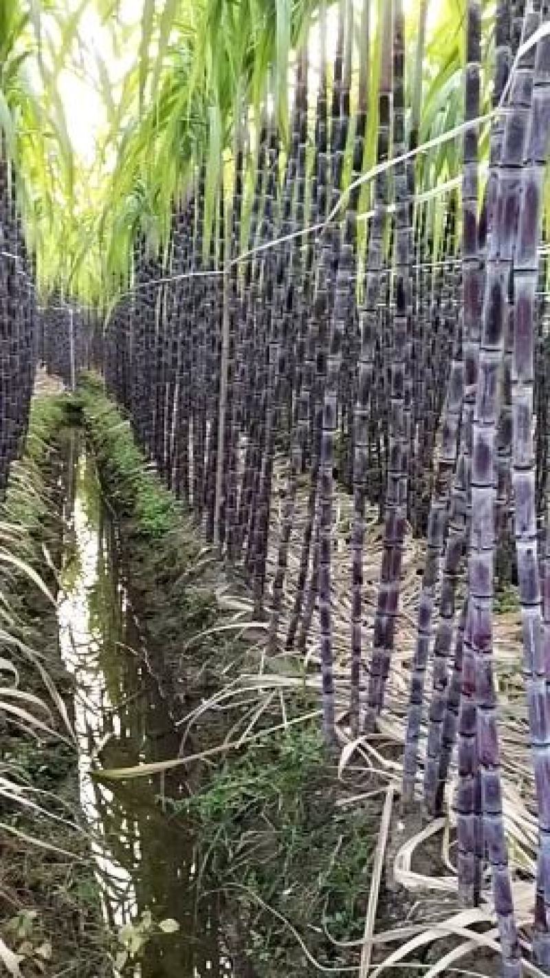 福利甘蔗，甜过初恋