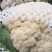 【推荐】河南青梗白面有机花菜大量供应，货源充足，诚信经营