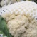【推荐】河南青梗白面有机花菜大量供应，货源充足，诚信经营