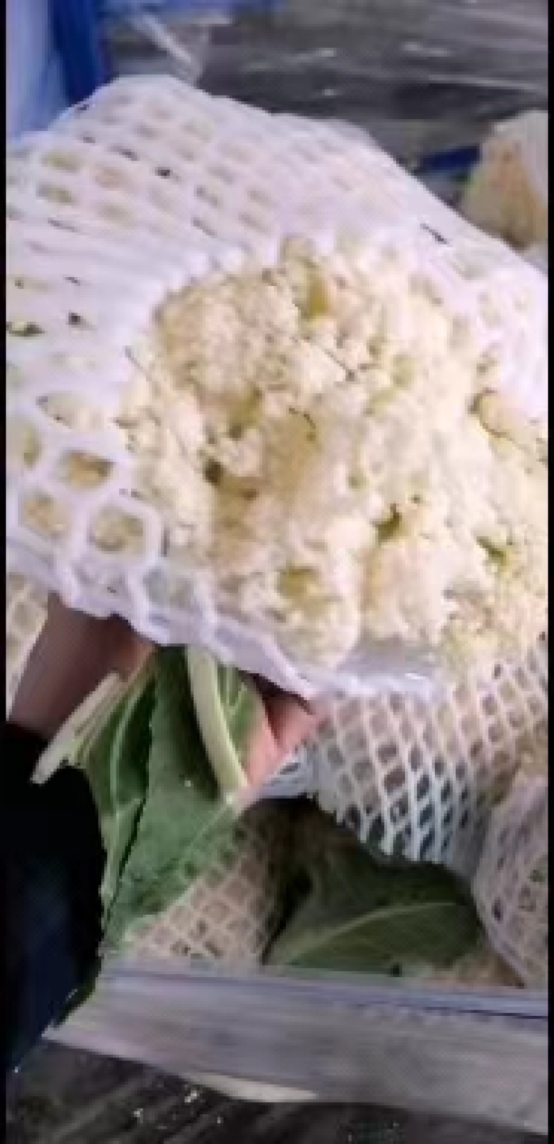 【推荐】河南青梗白面有机花菜大量供应，货源充足，诚信经营