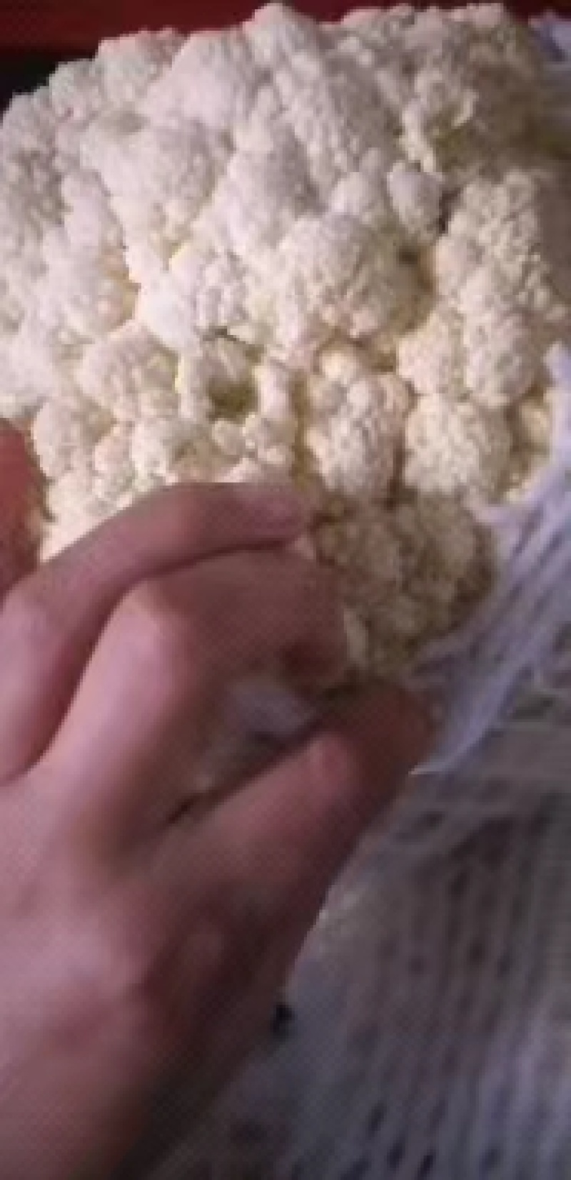 【推荐】河南青梗白面有机花菜大量供应，货源充足，诚信经营