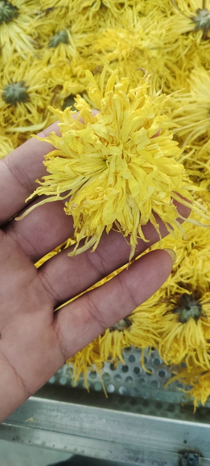 金丝皇菊