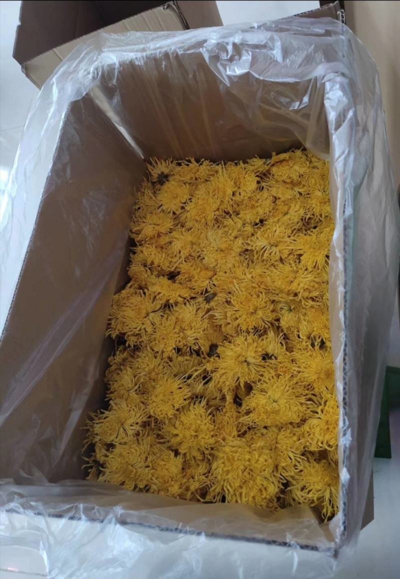 金丝皇菊