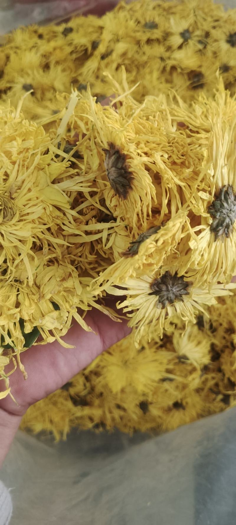 金丝皇菊