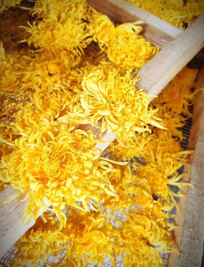 金丝皇菊