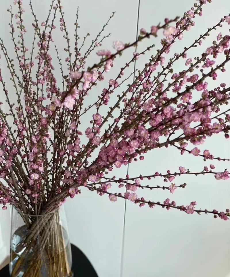 珍珠李干枝花麦李鲜切枝条水培插花水养枝条产地批发