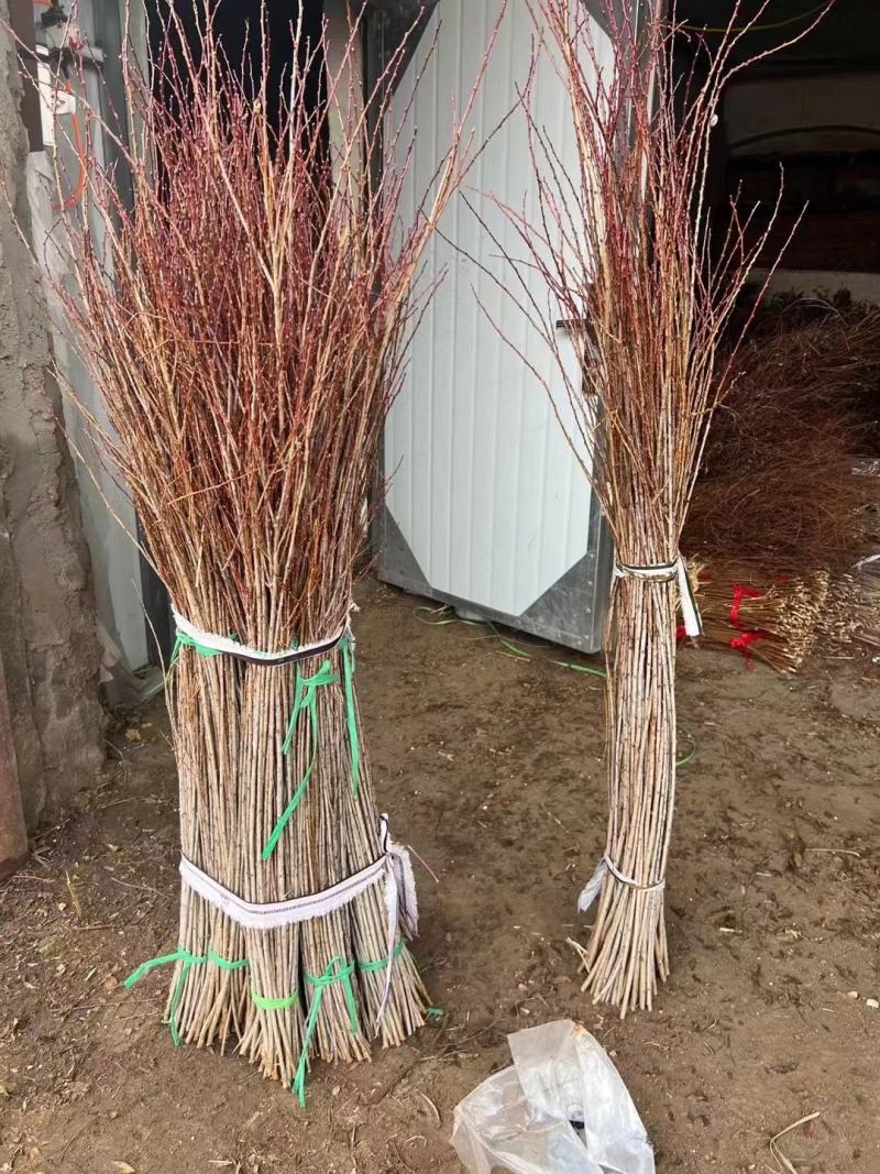 珍珠李干枝花麦李鲜切枝条水培插花水养枝条产地批发