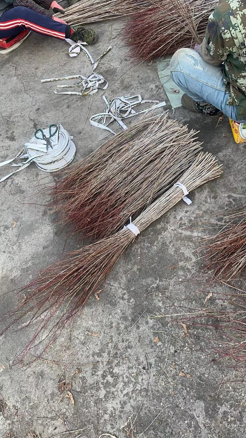 珍珠李干枝花麦李鲜切枝条水培插花水养枝条产地批发
