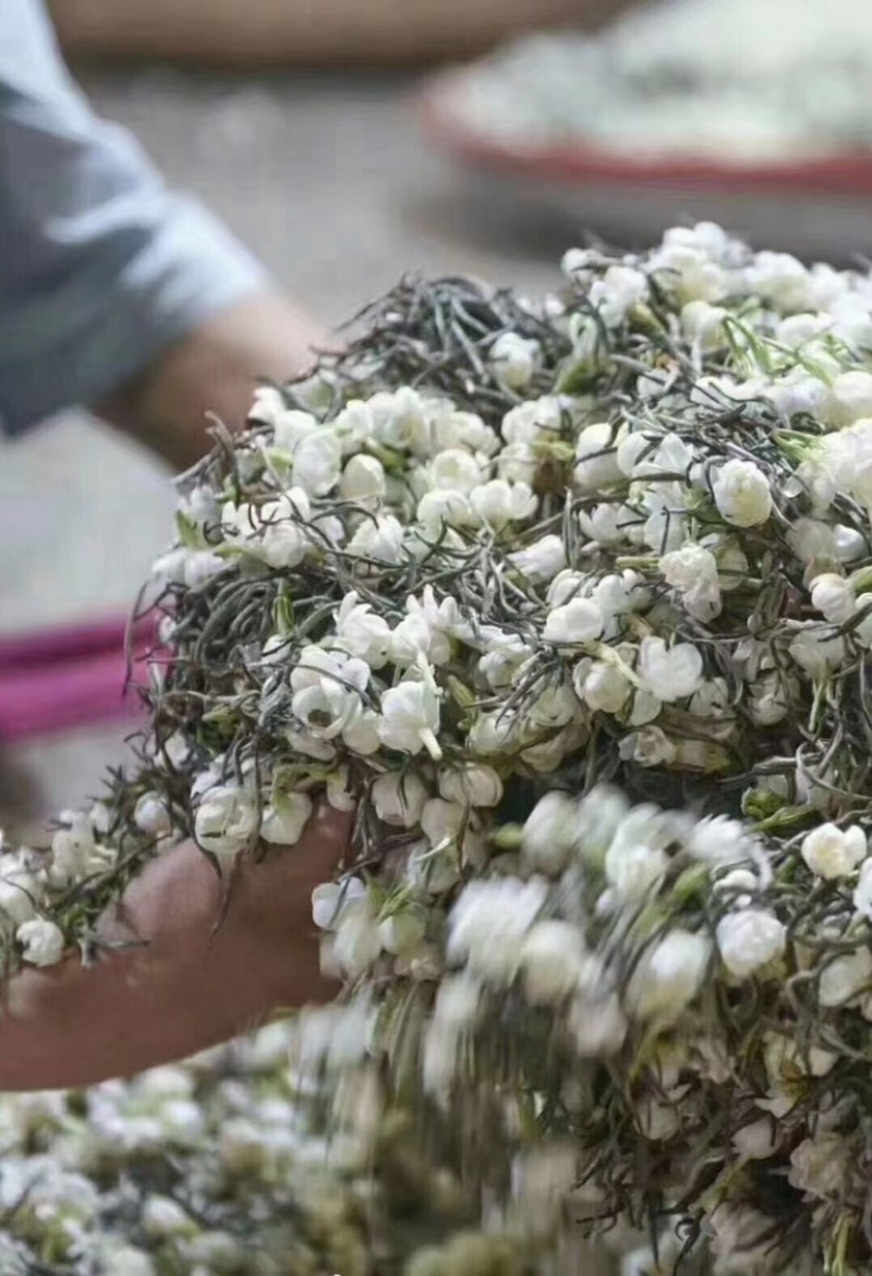 茉莉花茶飘雪细芽嫩叶芽尖茶浓香型广西横州市茉莉花茶
