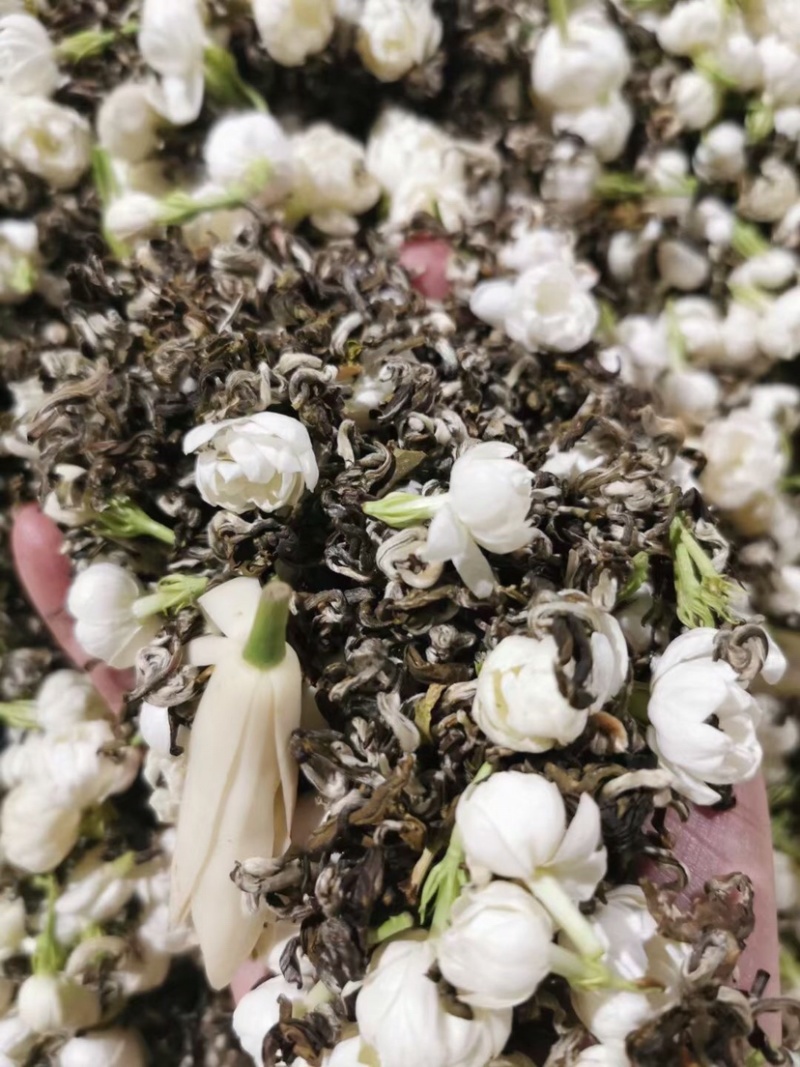 茉莉花茶飘雪细芽嫩叶芽尖茶浓香型广西横州市茉莉花茶