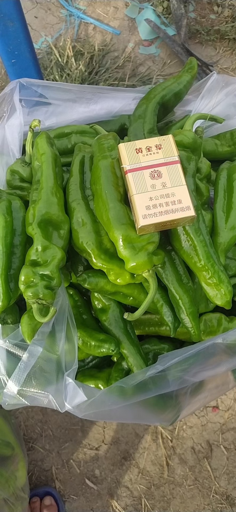 苏椒芜湖椒精品全国代发301螺丝椒产地直发