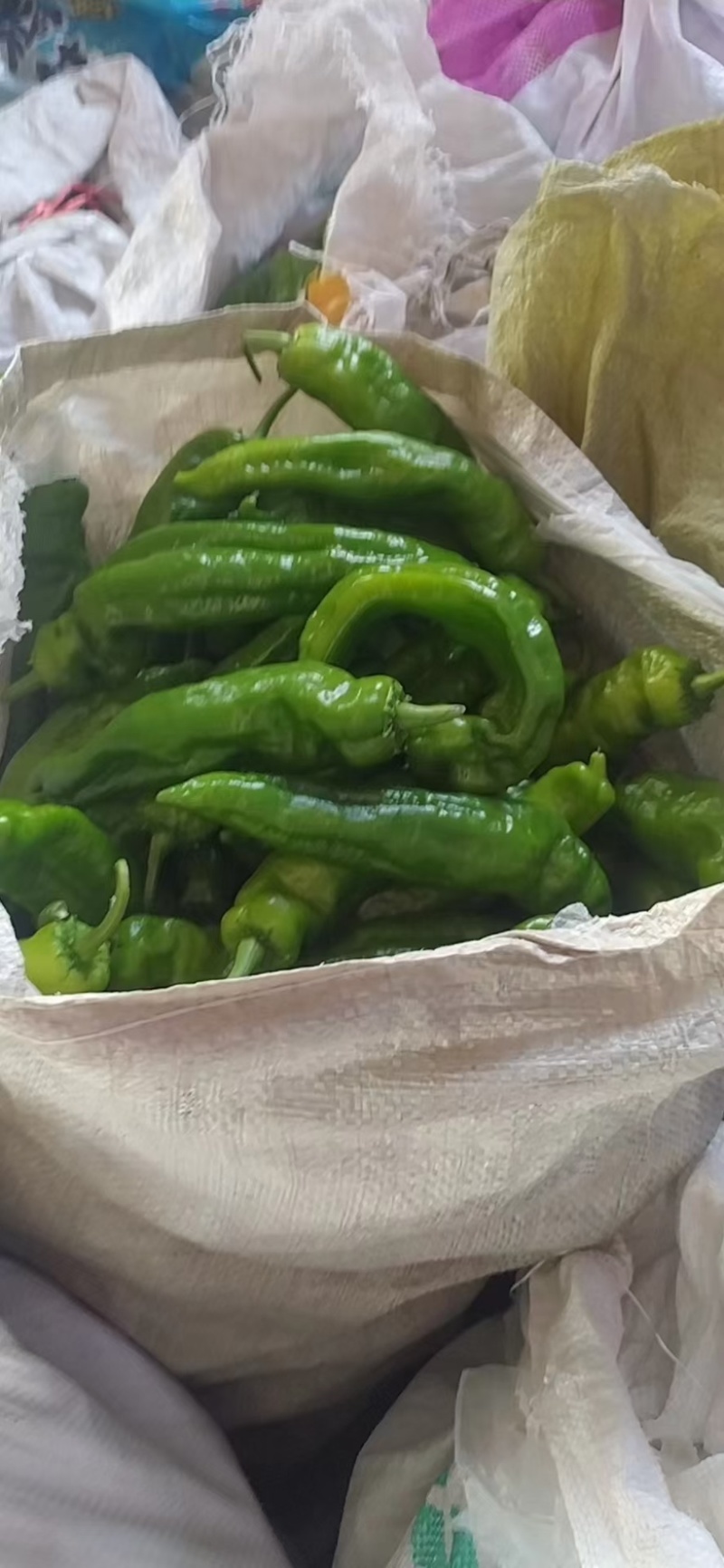 苏椒芜湖椒精品全国代发301螺丝椒产地直发