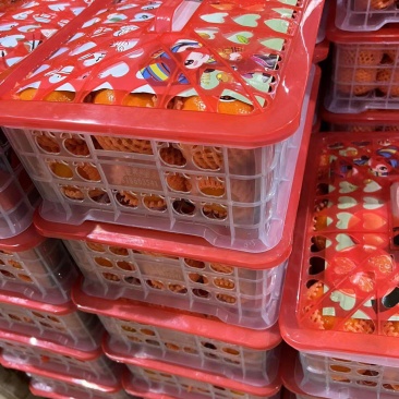 沙糖桔，金秋沙糖桔，广西沙糖桔，沙糖桔，金秋沙糖桔，广西