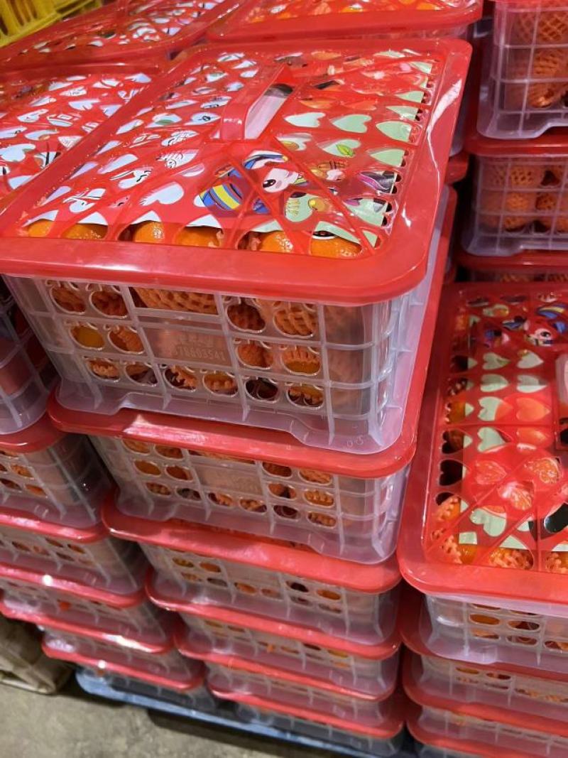 沙糖桔，金秋沙糖桔，广西沙糖桔，沙糖桔，金秋沙糖桔，广西