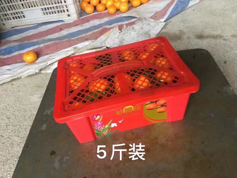 沙糖桔，金秋沙糖桔，广西沙糖桔，沙糖桔，金秋沙糖桔，广西