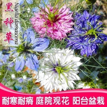 黑种草种子四季播种开花波斯宝石室外庭院易活阳台盆栽花种籽