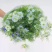 黑种草种子四季播种开花波斯宝石室外庭院易活阳台盆栽花种籽