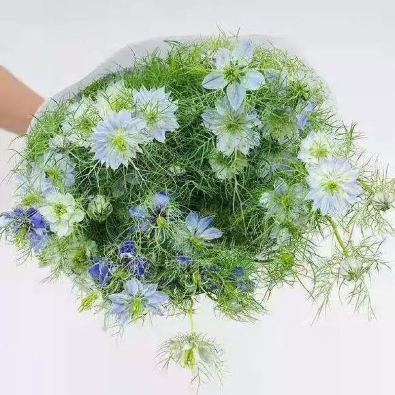 黑种草种子四季播种开花波斯宝石室外庭院易活阳台盆栽花种籽