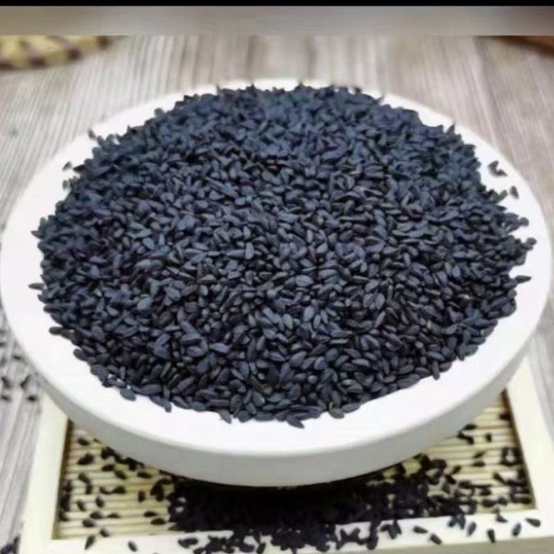 黑种草种子四季播种开花波斯宝石室外庭院易活阳台盆栽花种籽