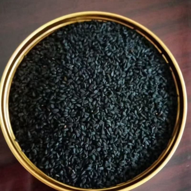 黑种草种子四季播种开花波斯宝石室外庭院易活阳台盆栽花种籽