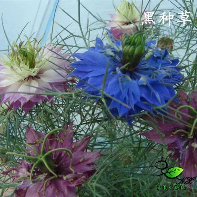 黑种草种子四季播种开花波斯宝石室外庭院易活阳台盆栽花种籽