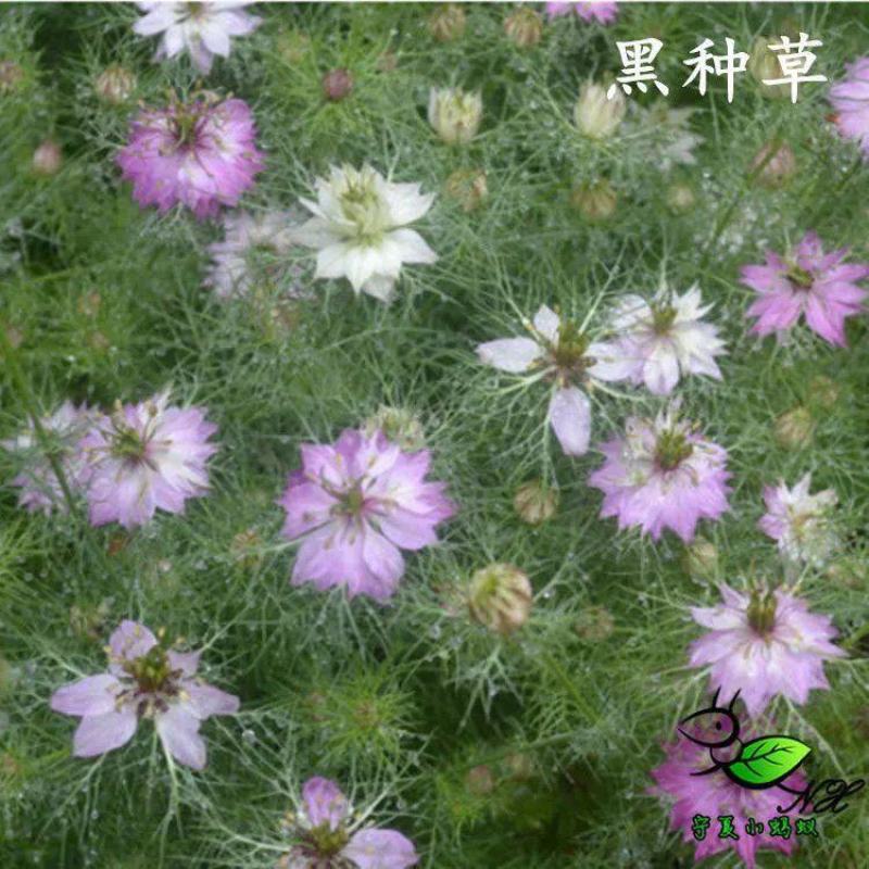 黑种草种子四季播种开花波斯宝石室外庭院易活阳台盆栽花种籽