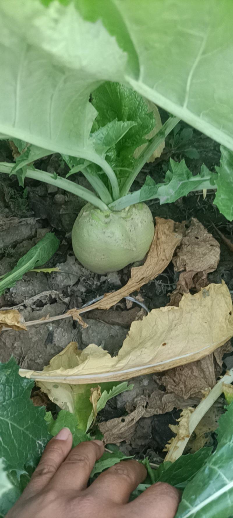 芥菜