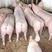 四川仔猪检疫合格三证齐全猪场直发一手货源全国发货