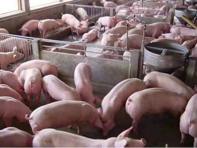 四川仔猪检疫合格三证齐全猪场直发一手货源全国发货