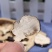 猪苓片正品猪苓统货选货另外有猪苓颗粒各种规格