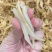 小缅甸黄花胶又称豆仁胶胶质非常好约1000头