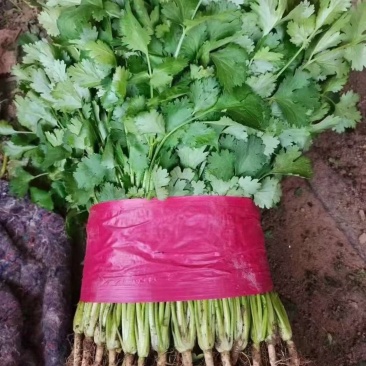 精品香菜大量有货