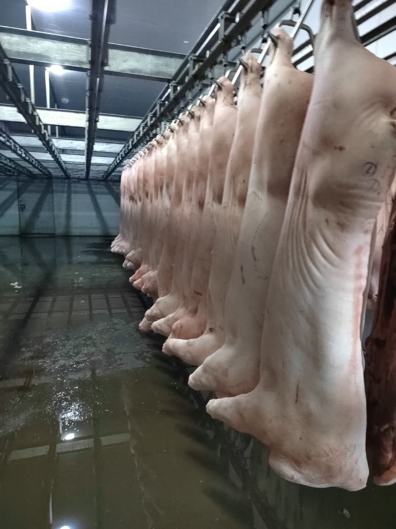 标猪白条