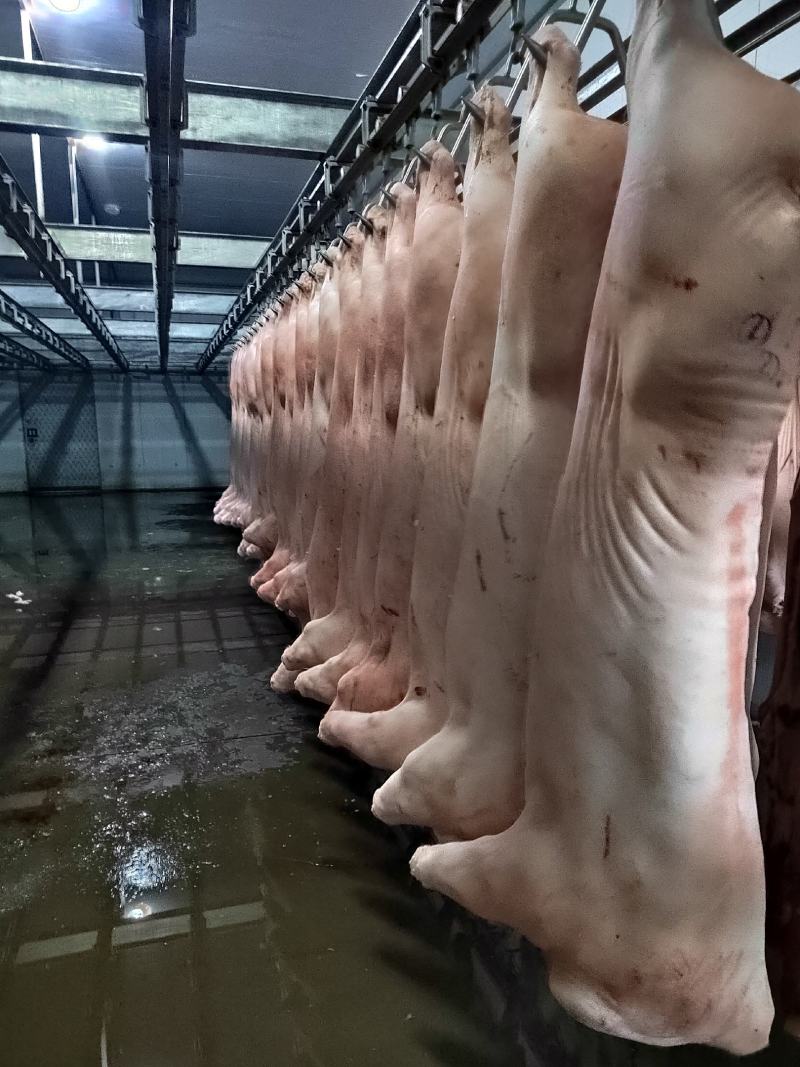 标猪白条