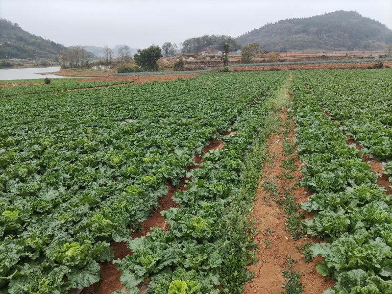 麻叶菜