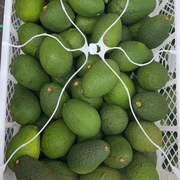 进口牛油果P牌智利牛油果26-28头框装