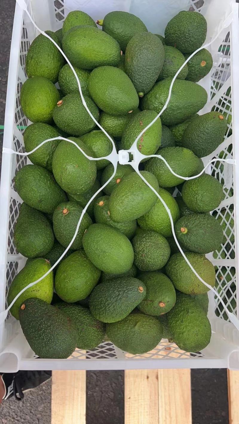 进口牛油果P牌智利牛油果26-28头框装